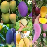 ৭ পিচ চাহিদা সম্পন্ন রঙিন আম গাছের প্যাকেজ